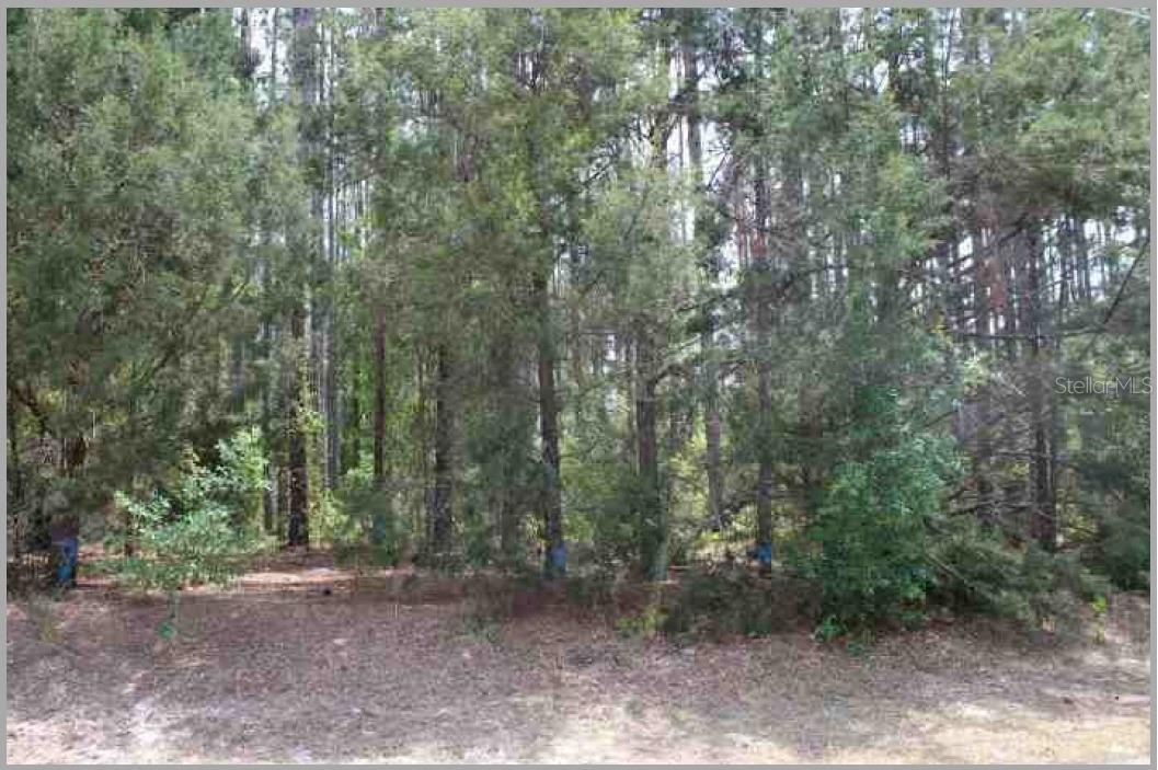 Details for Bill Collins Road, EUSTIS, FL 32736
