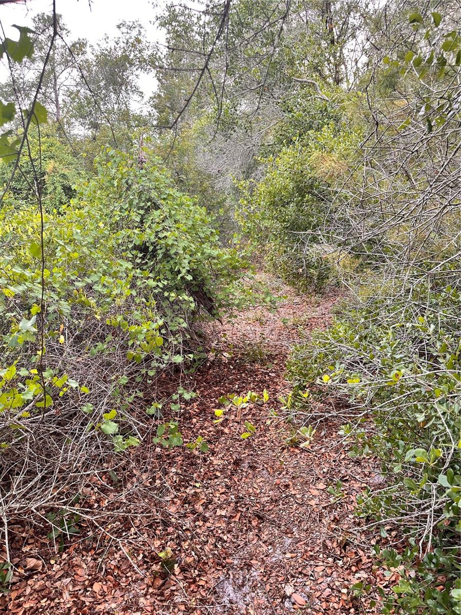 Image 3 of 3 For Purcell (paper) Street