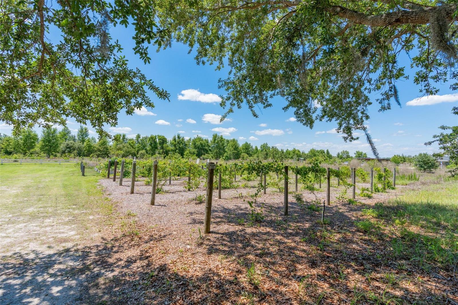 Image 34 of 37 For 5515 Windsong Oak Dr