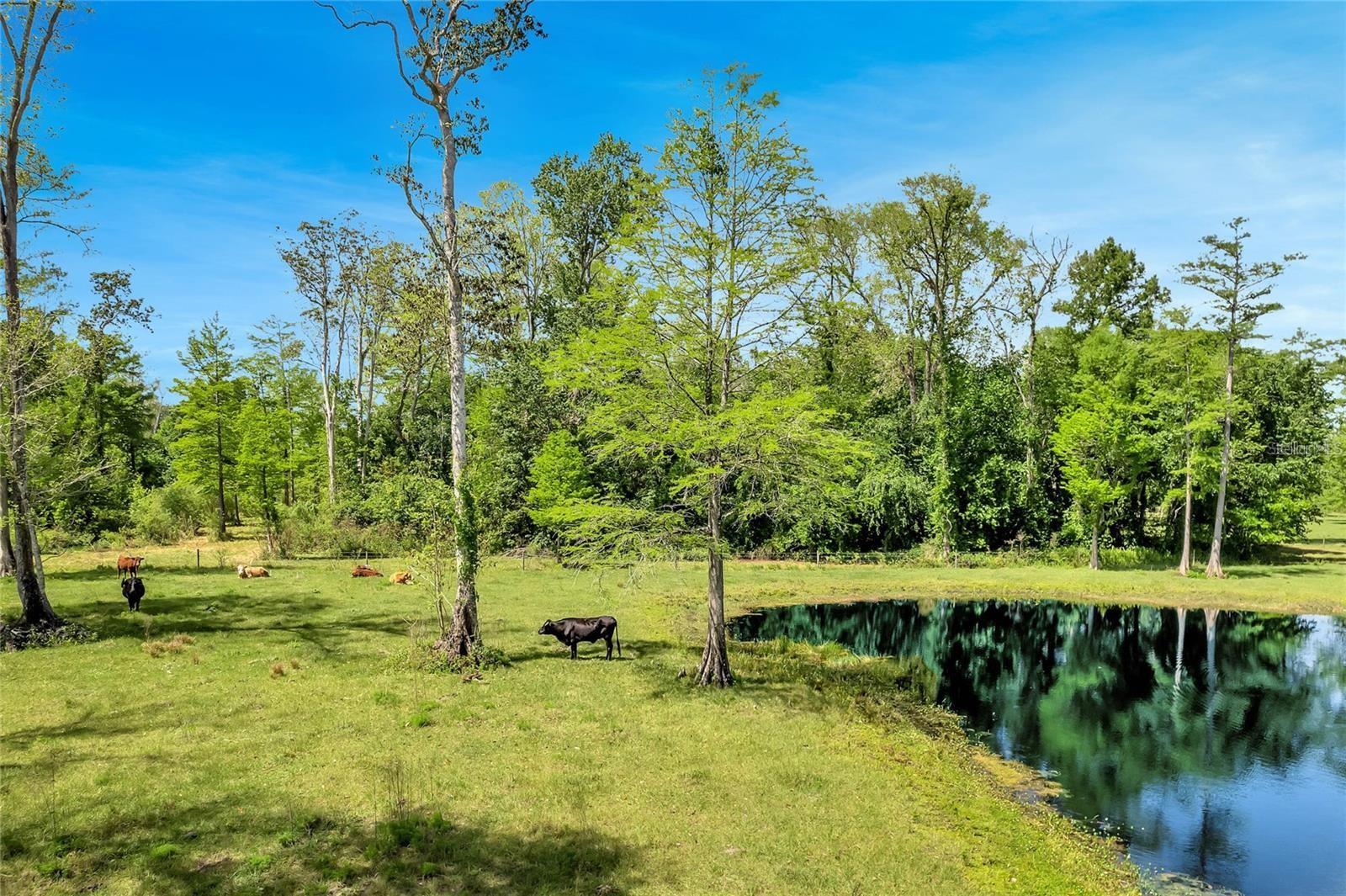 Details for Tbd Corkwood Lane, ASTATULA, FL 34705
