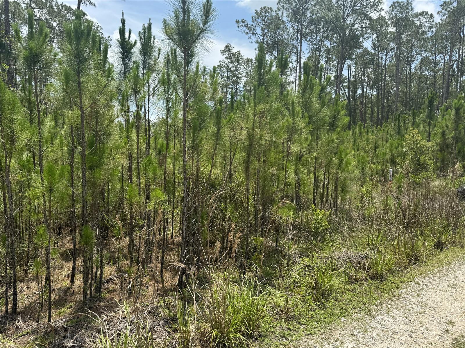 Image 9 of 10 For  Havana Road 