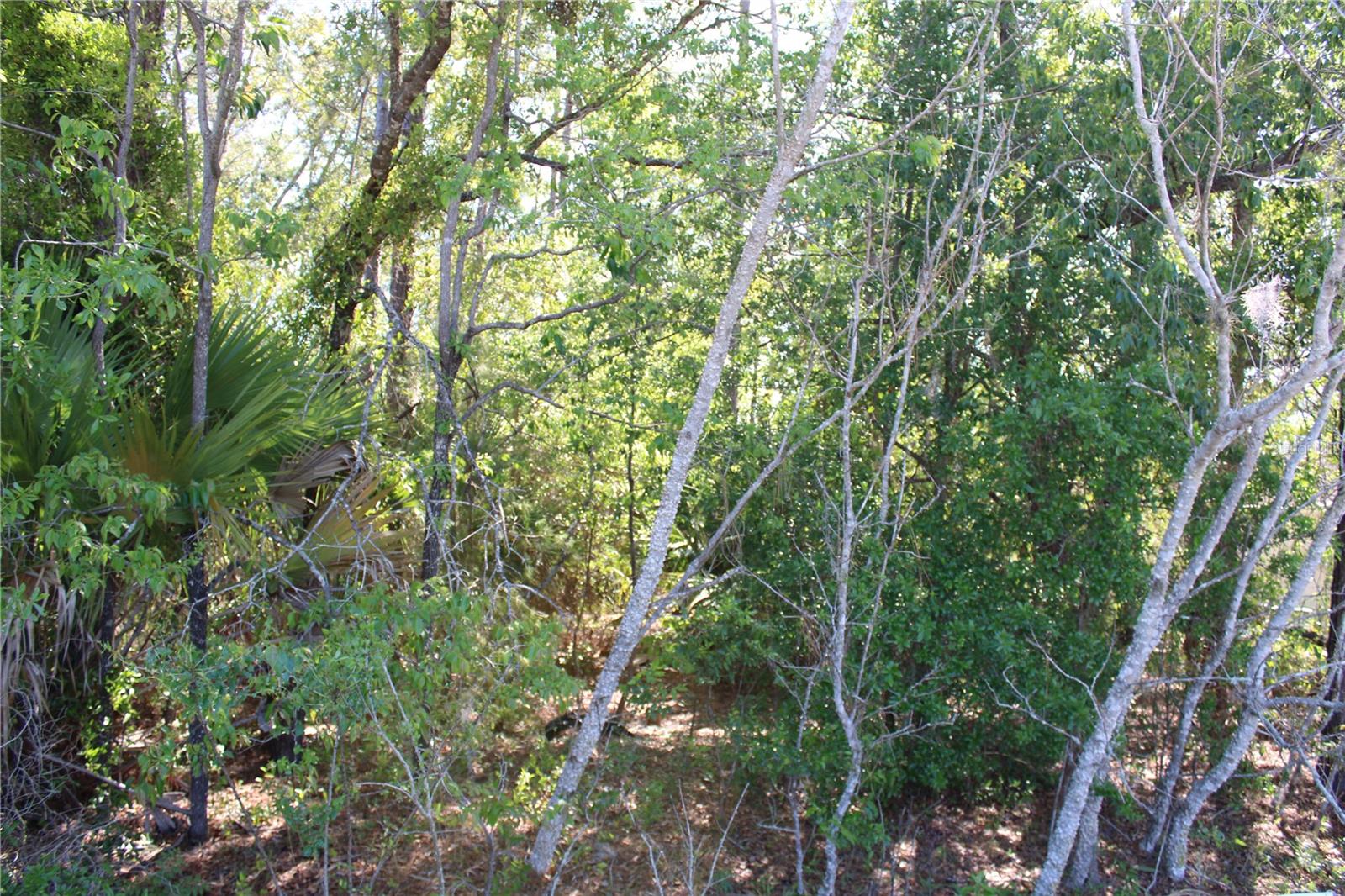 Image 3 of 3 For Emerald Trail