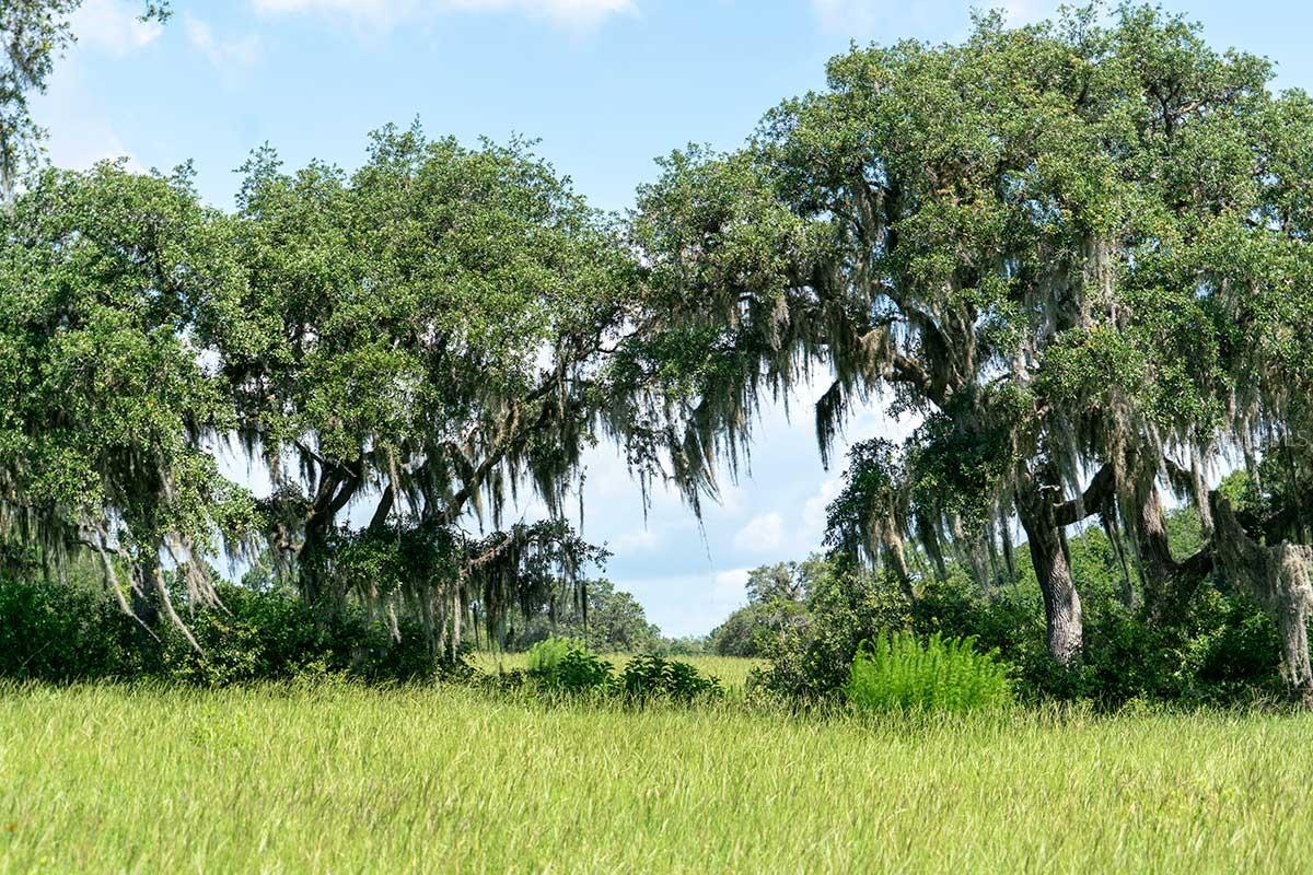 Details for Lot22,shoreline Ranch Ln, UMATILLA, FL 32784