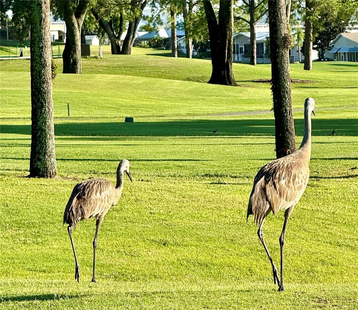 Image 43 of 53 For 1115 Deer Creek Boulevard