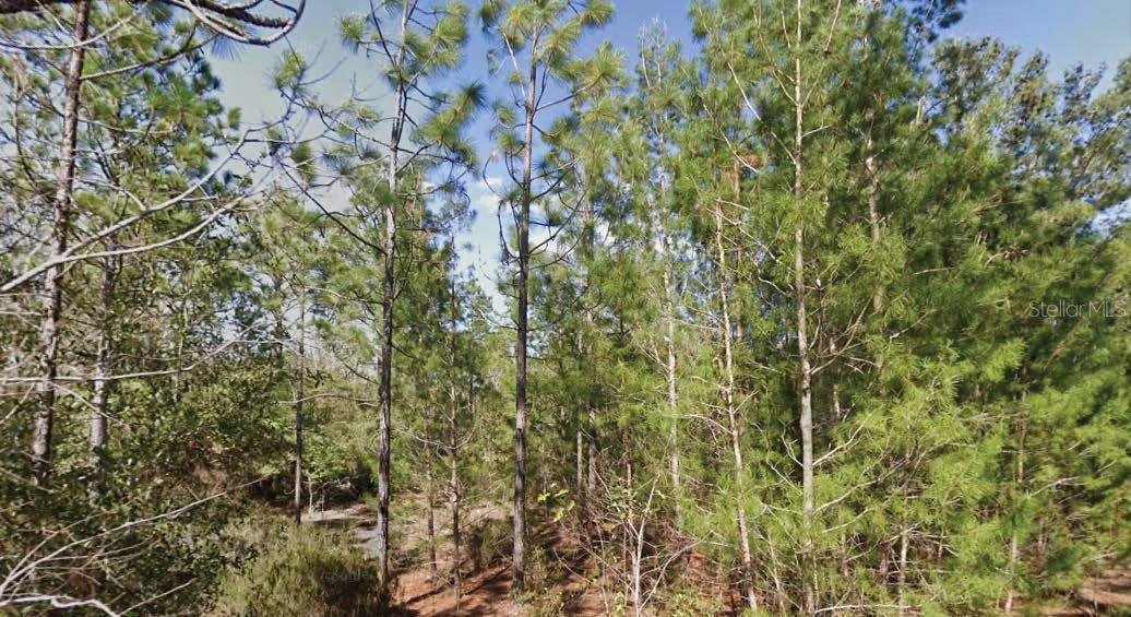 Details for Orchid Drive, INTERLACHEN, FL 32148
