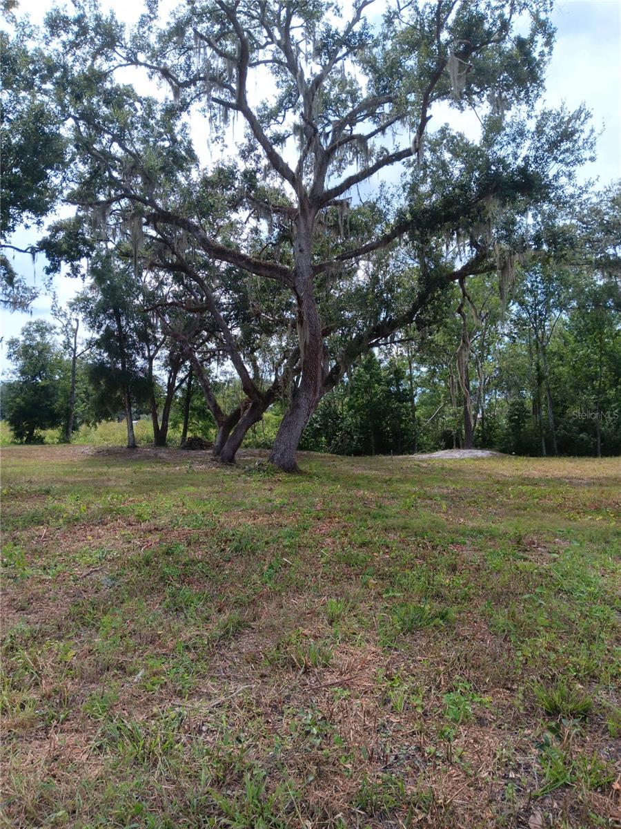 Image 4 of 4 For 9117 Royal Palm Drive