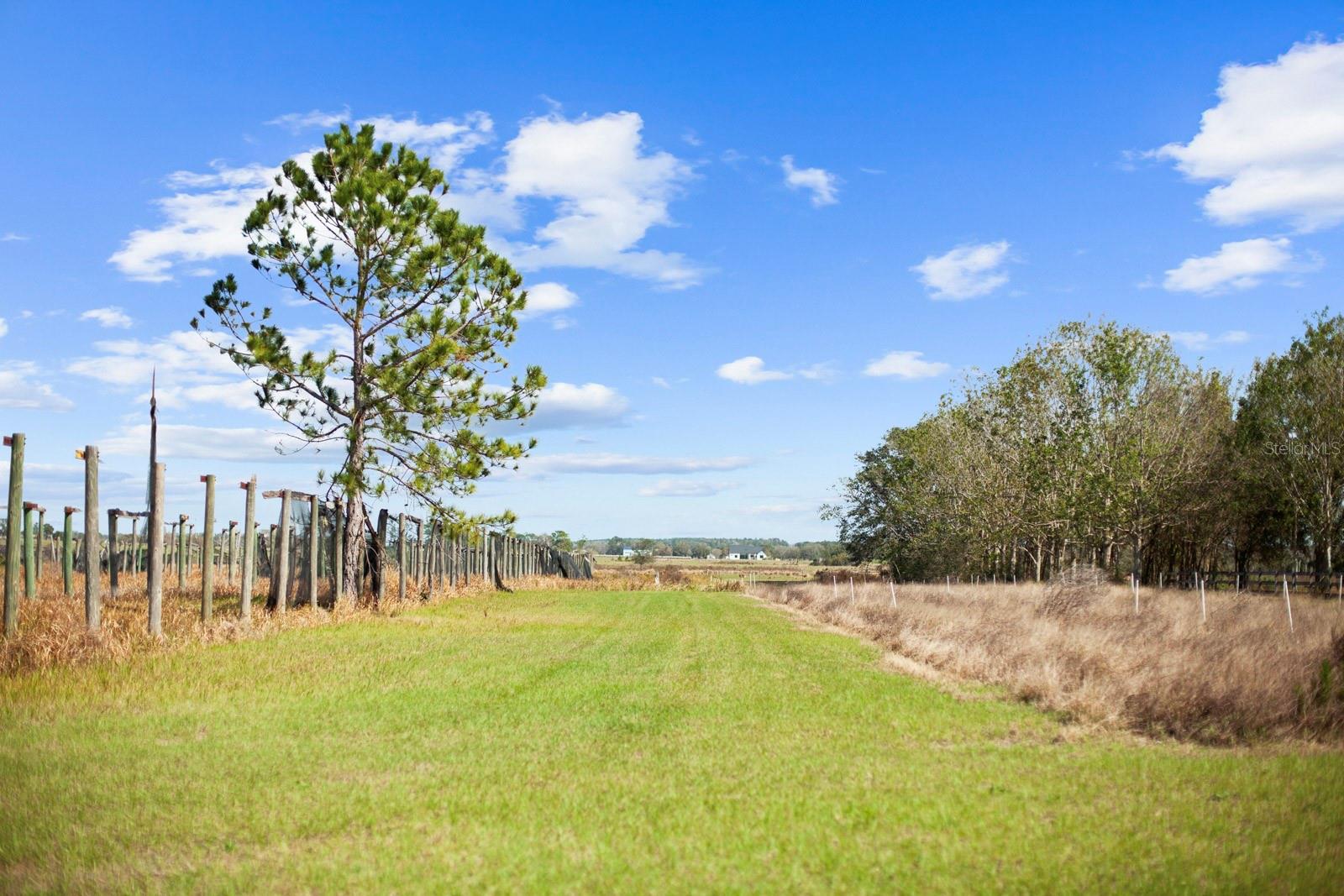Image 32 of 80 For 8122 Pine Island Road
