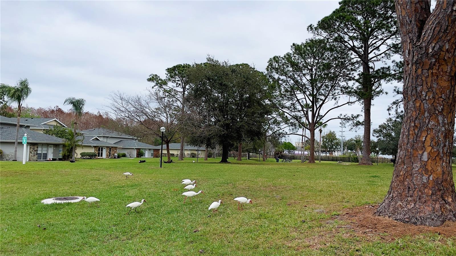 Image 3 of 80 For 0 White Pine Avenue