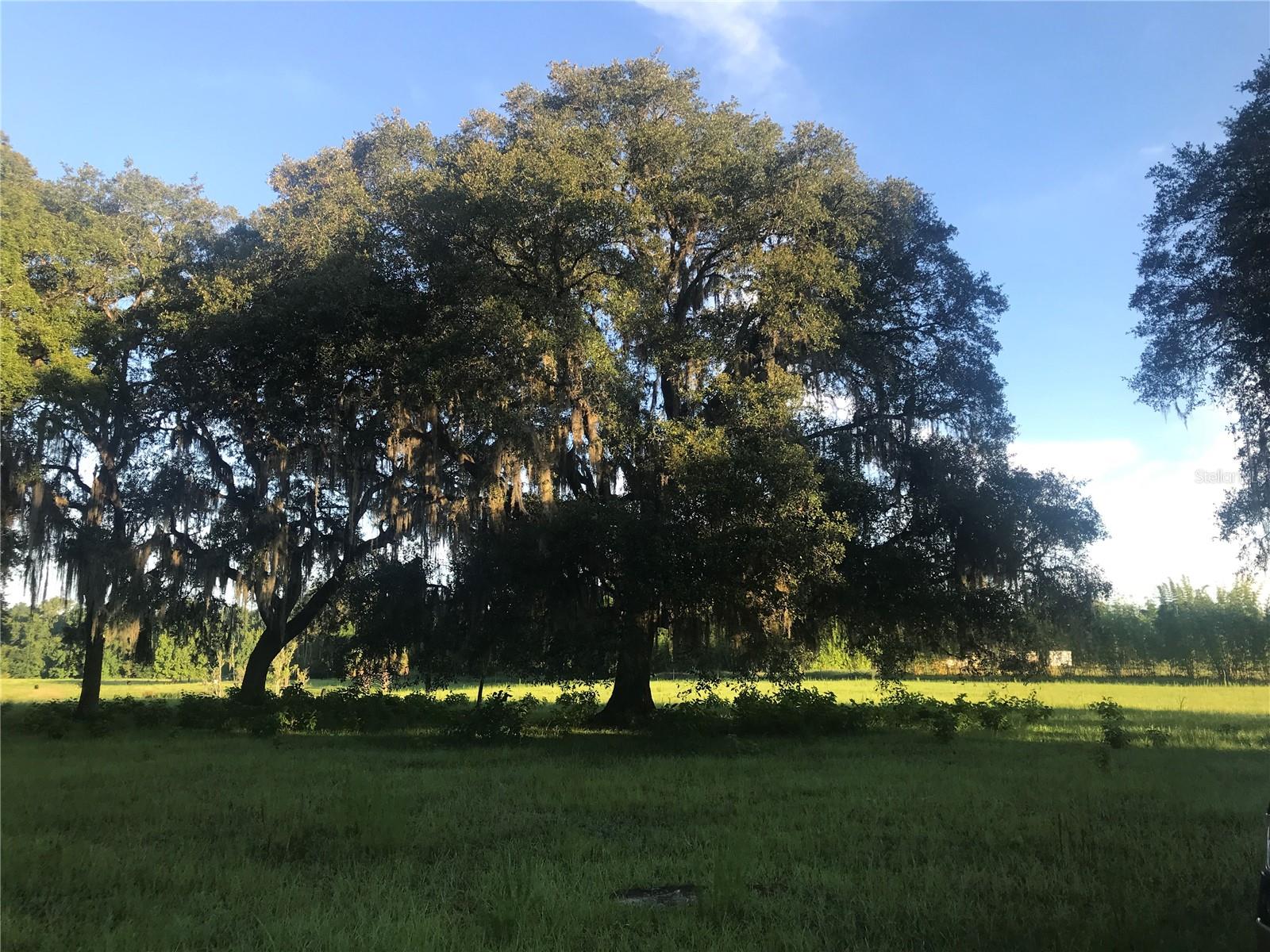 Details for  Vista Cove , CHULUOTA, FL 32766