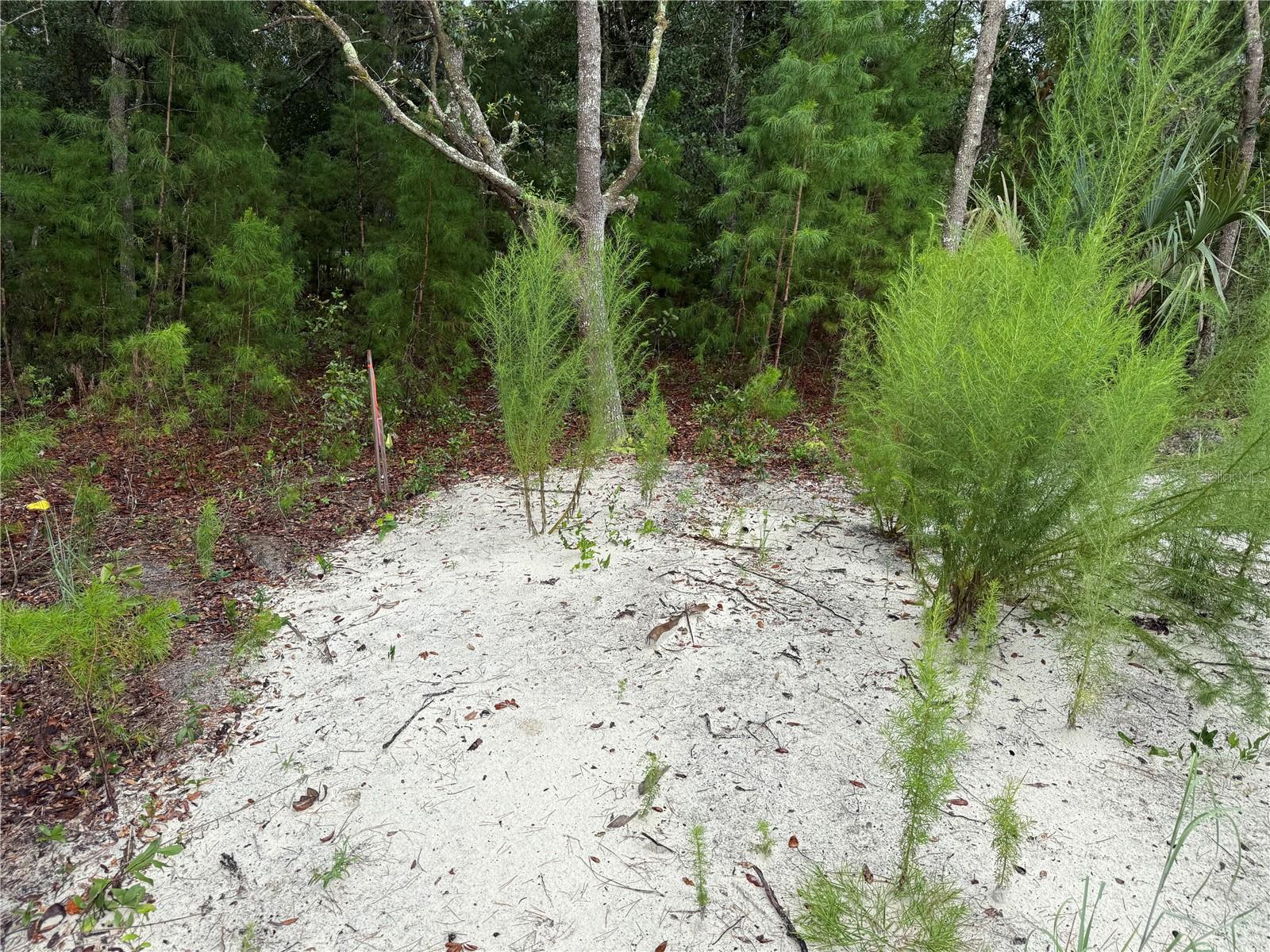 Image 10 of 19 For 117 Sumac Street