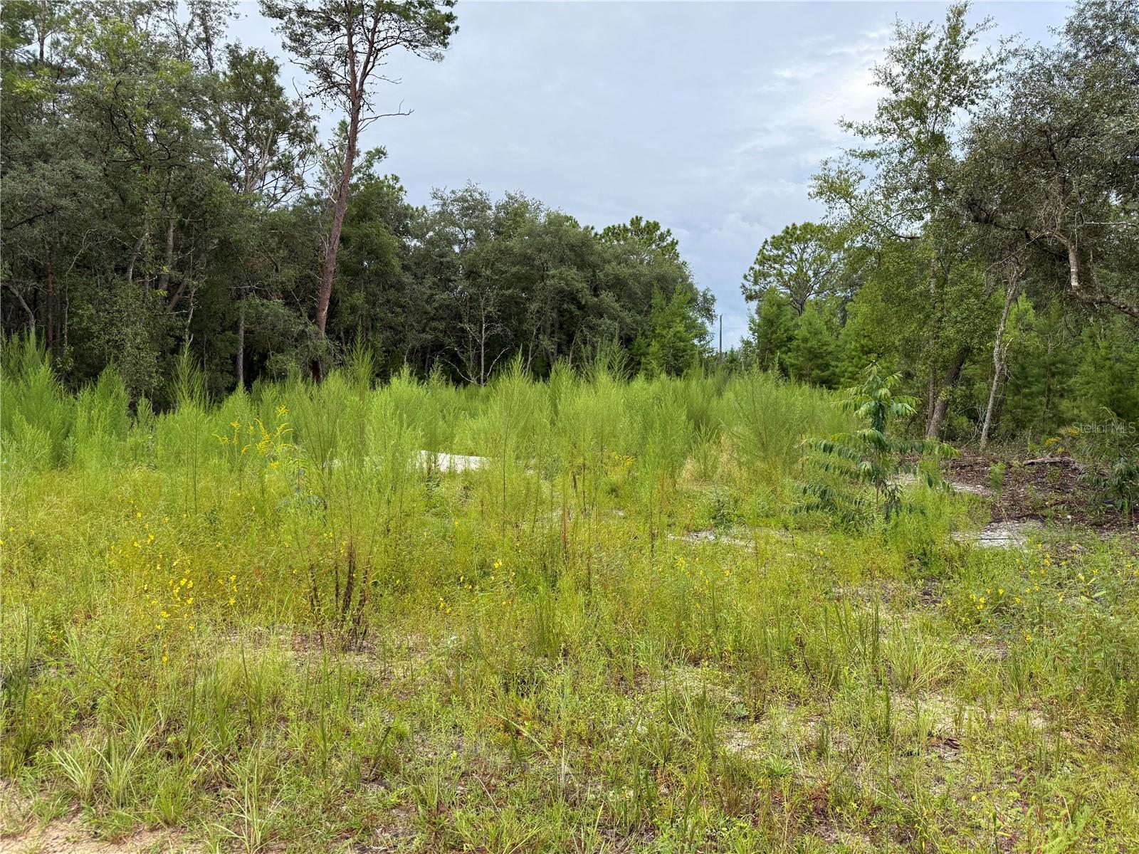 Image 3 of 19 For 117 Sumac Street