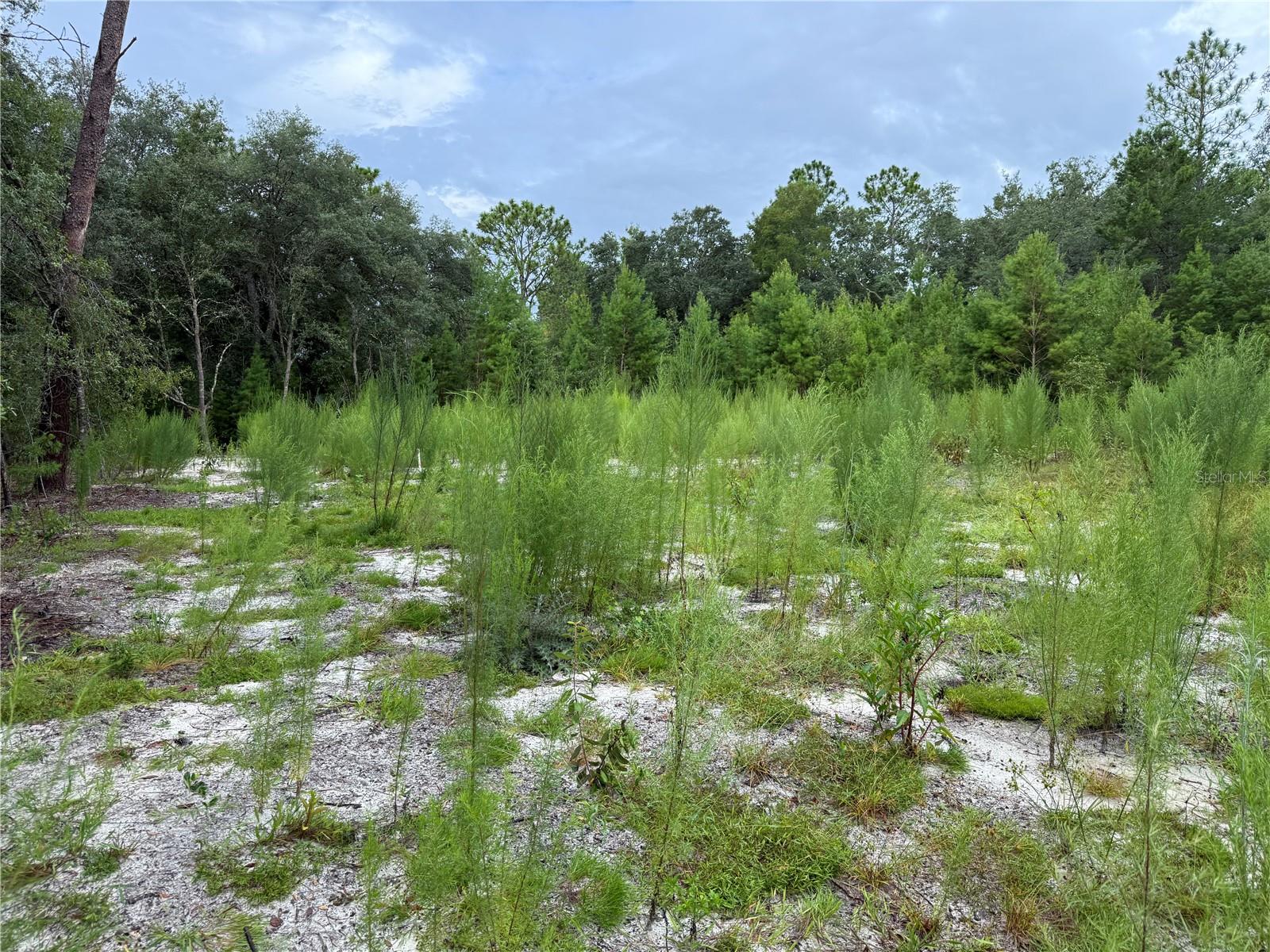 Image 6 of 19 For 117 Sumac Street