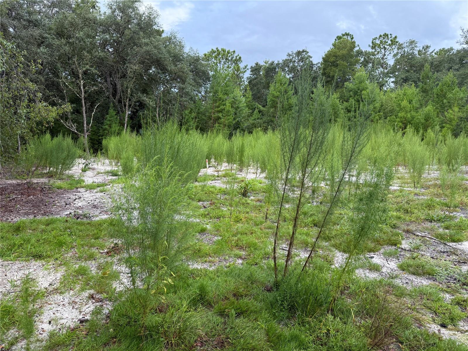 Image 7 of 19 For 117 Sumac Street