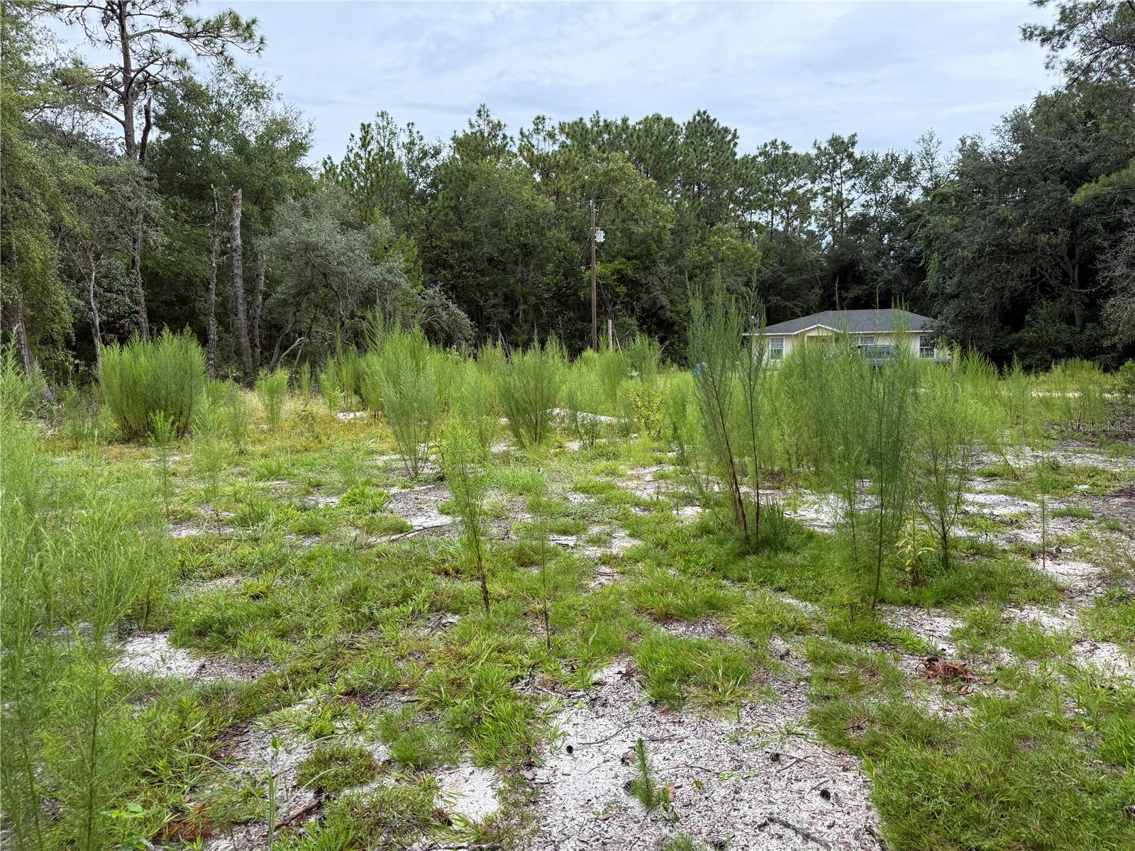 Image 8 of 19 For 117 Sumac Street
