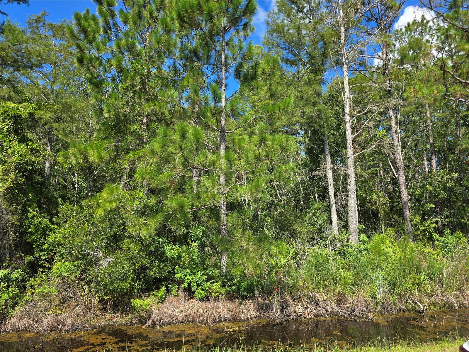 Image 2 of 2 For Crabgrass Road