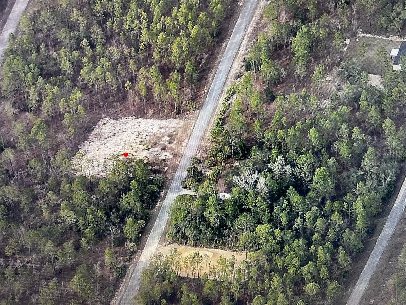 Image 2 of 4 For  Narcissus  