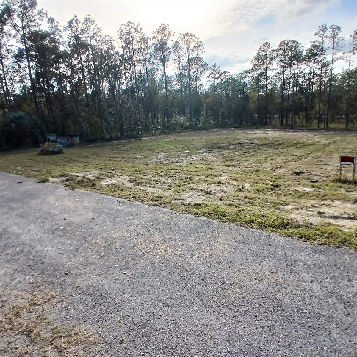 Image 4 of 4 For  Narcissus  