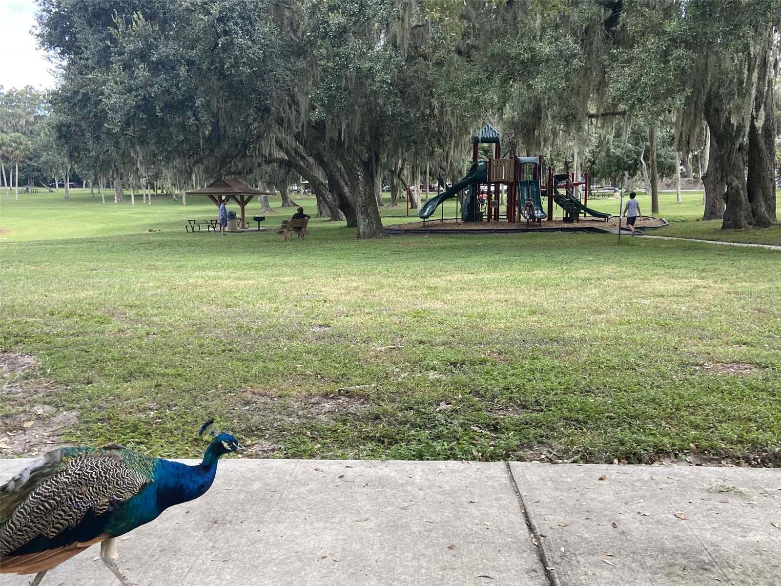 Image 41 of 41 For 2009 Adair Street