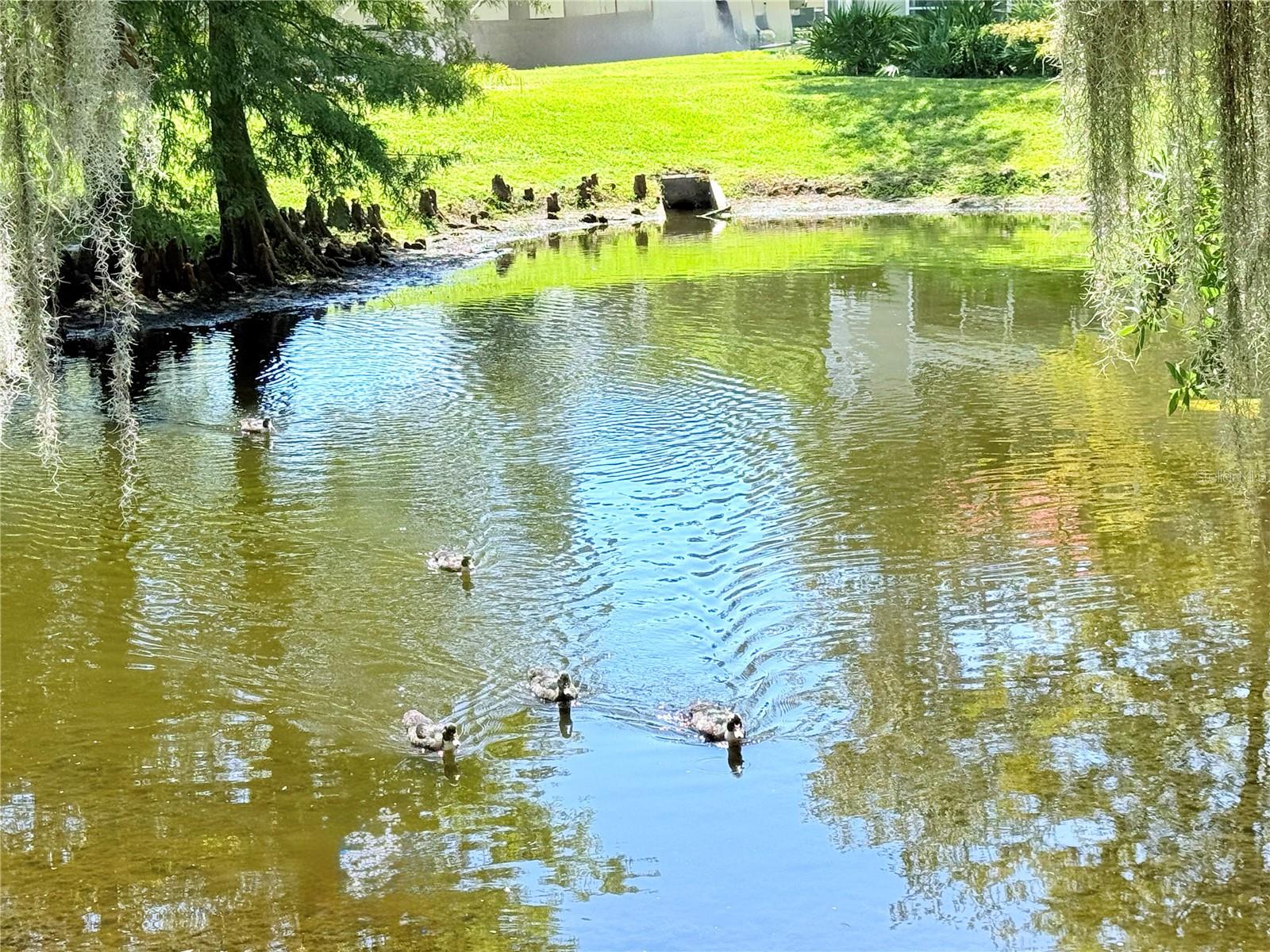 Image 40 of 42 For 905 Northern Dancer Way 207