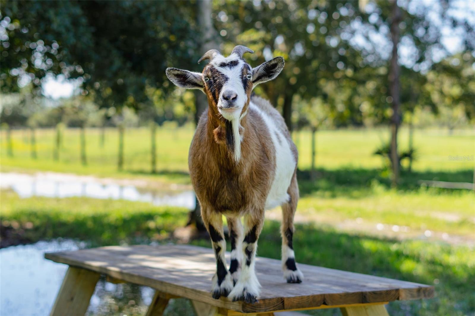 Image 70 of 71 For 3230 Pheasant Trail