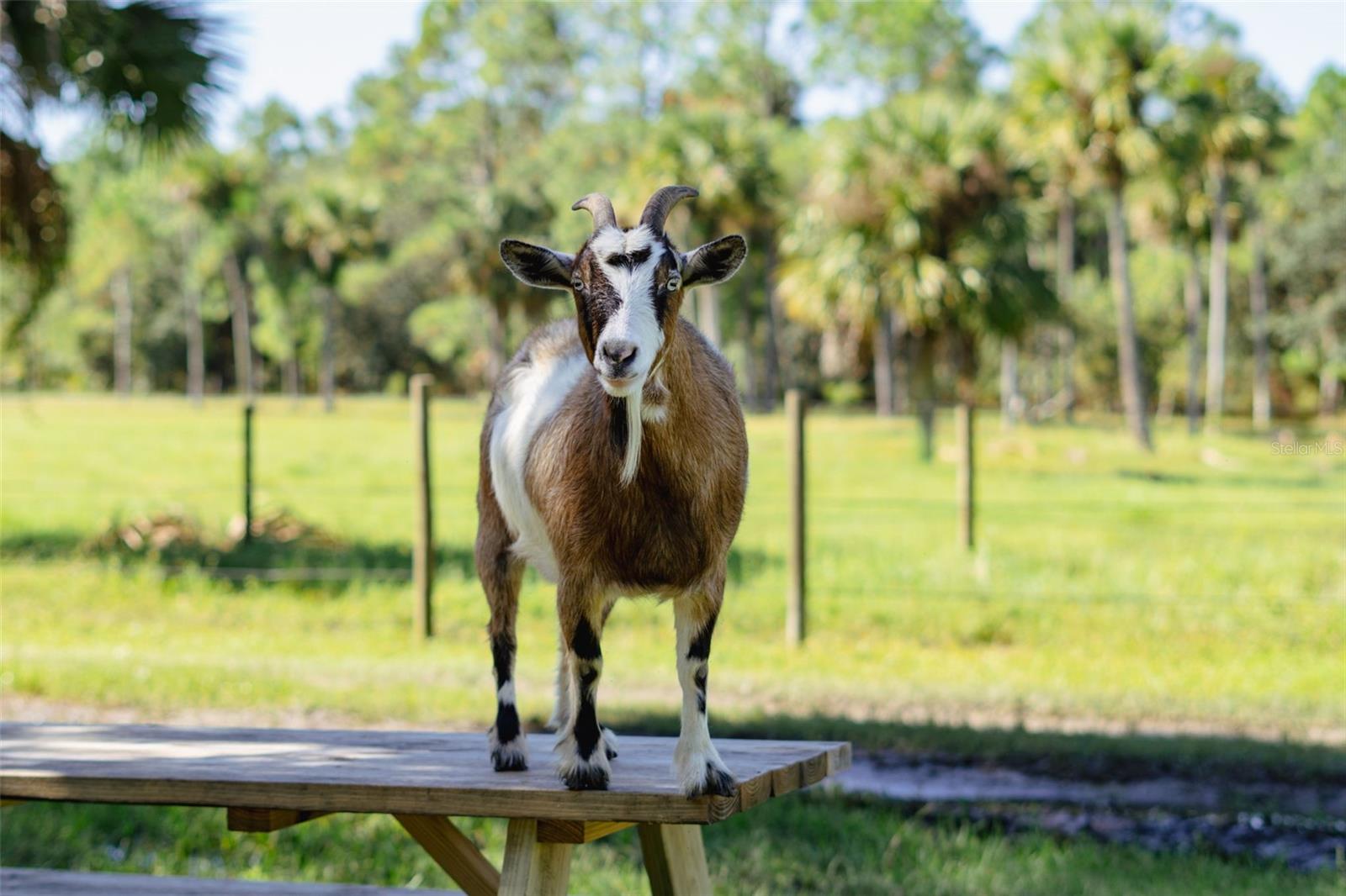 Image 71 of 71 For 3230 Pheasant Trail