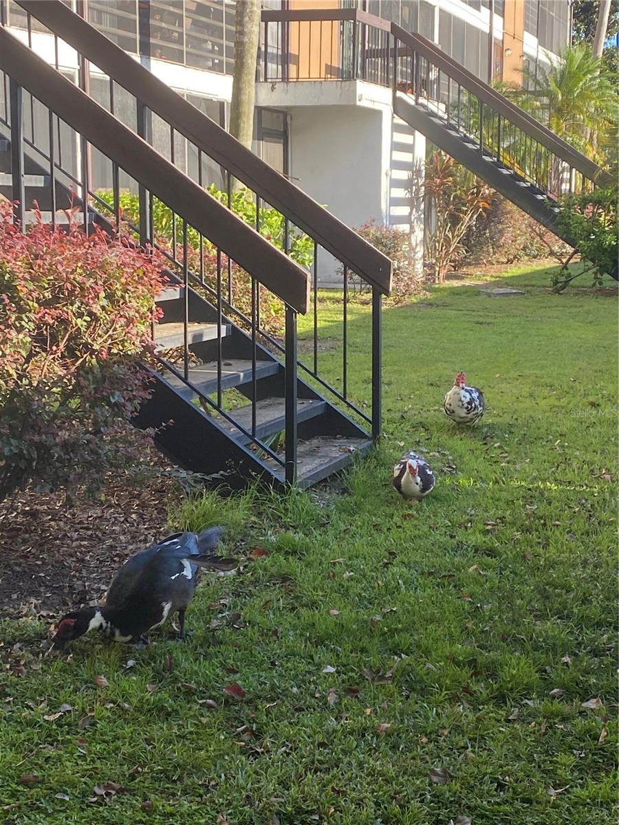 Image 2 of 38 For 4400 Castlepalm Road