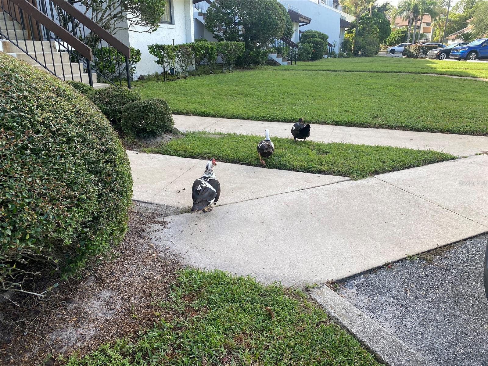 Image 34 of 38 For 4400 Castlepalm Road