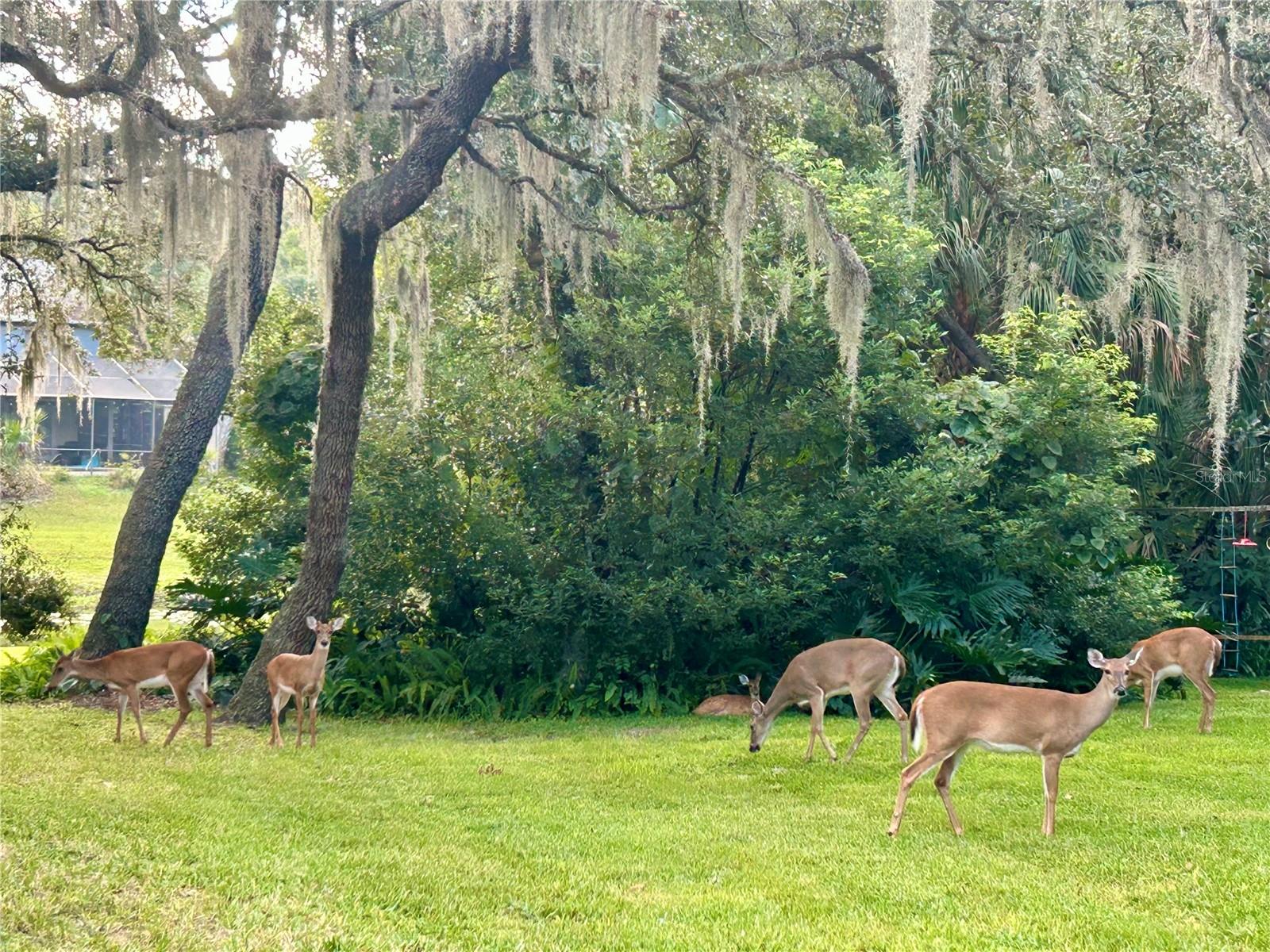 Image 39 of 49 For 203 Sweetwater Cove Boulevard