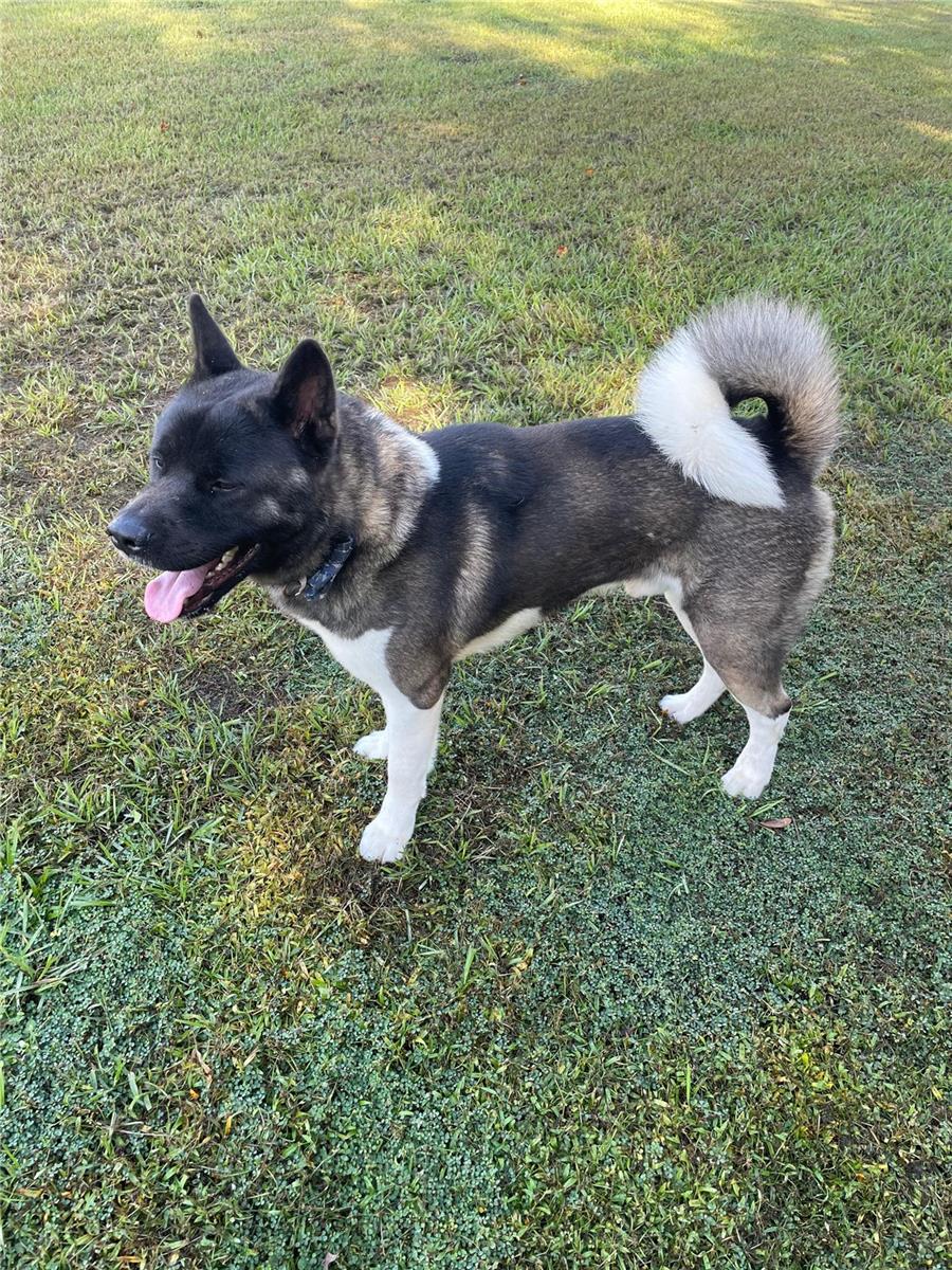 Image 47 of 52 For 3847 Carrick Bend Drive