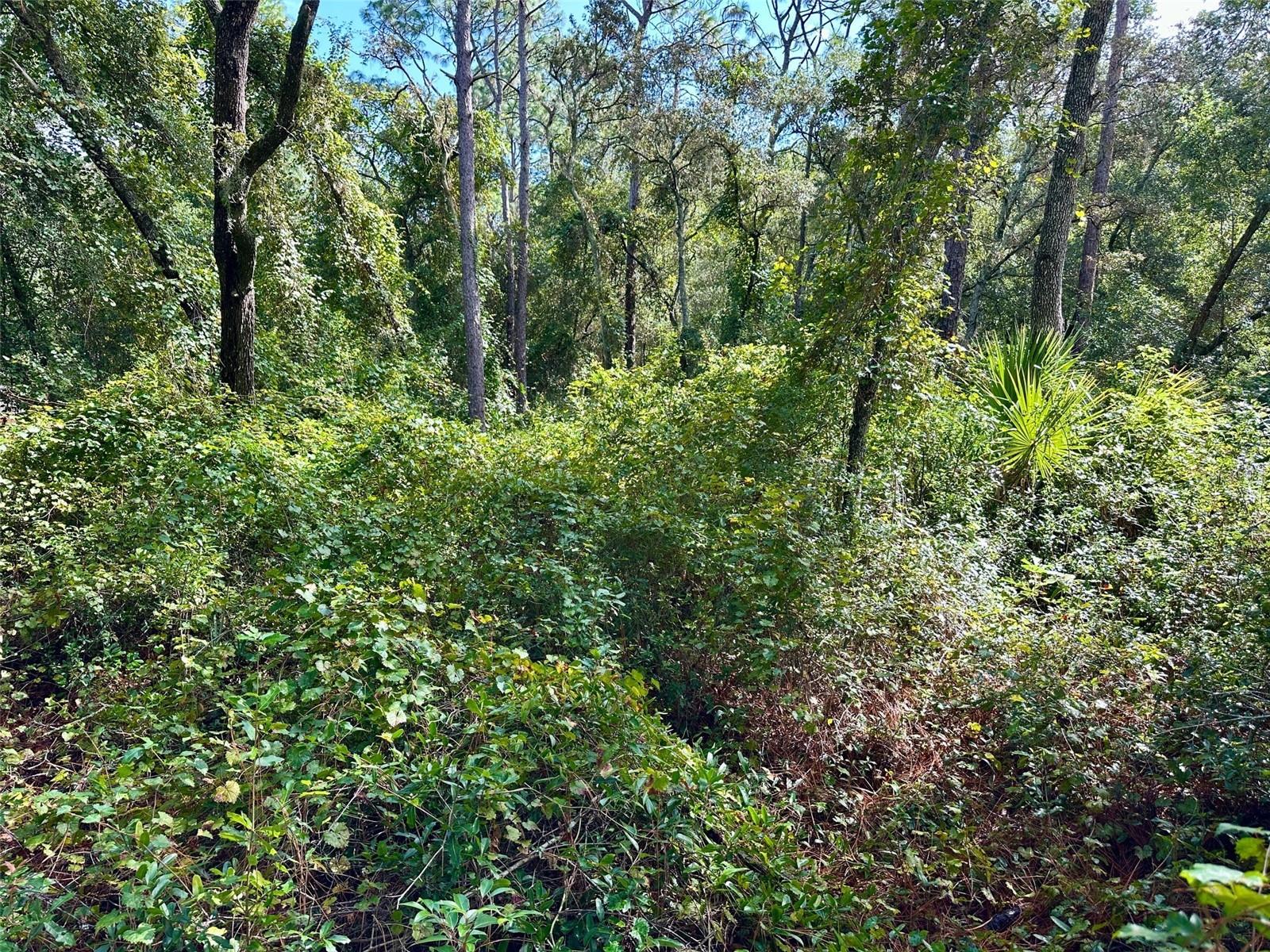 Image 6 of 8 For Thompson Road