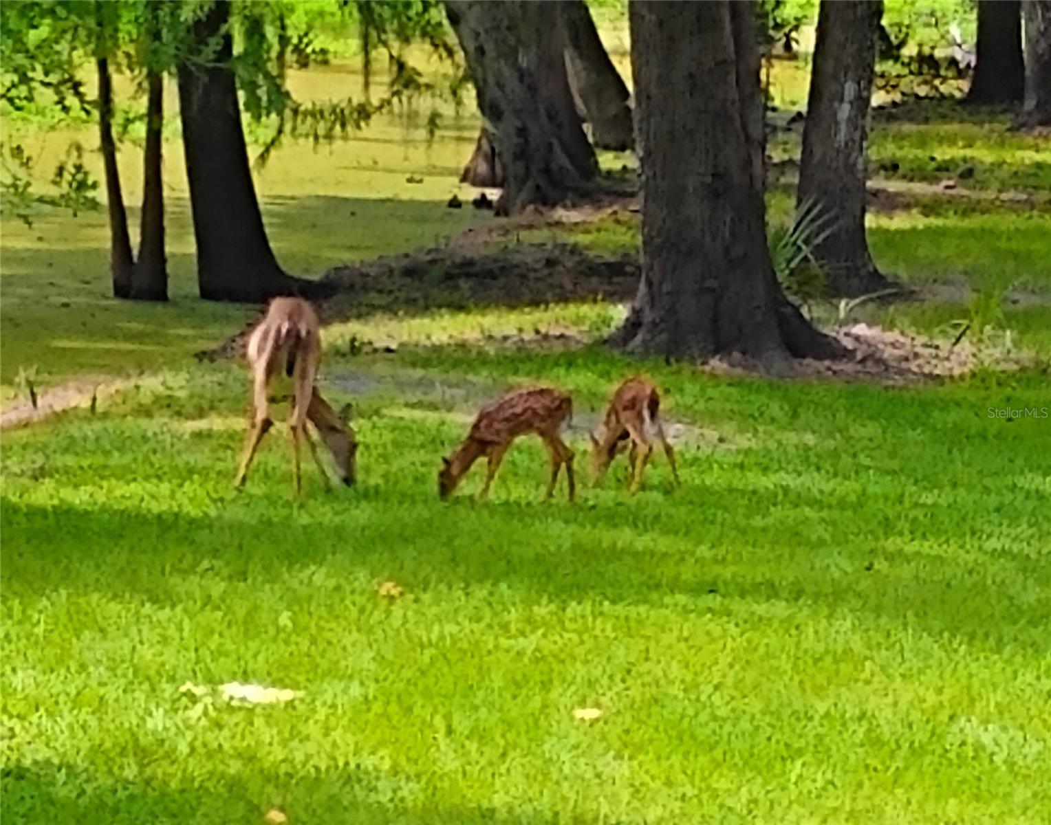 Image 6 of 53 For 372 Wekiva Park Drive