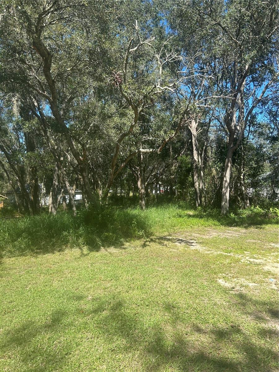 Image 2 of 4 For Calamondin Street