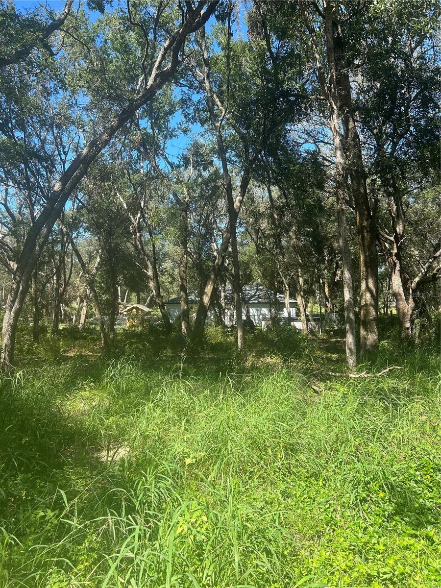 Image 4 of 4 For Calamondin Street