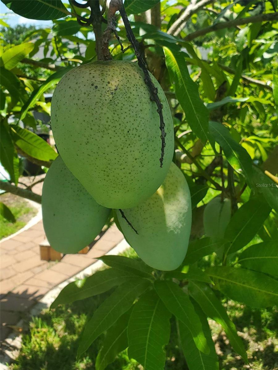 Image 47 of 53 For 4816 Barbados Loop