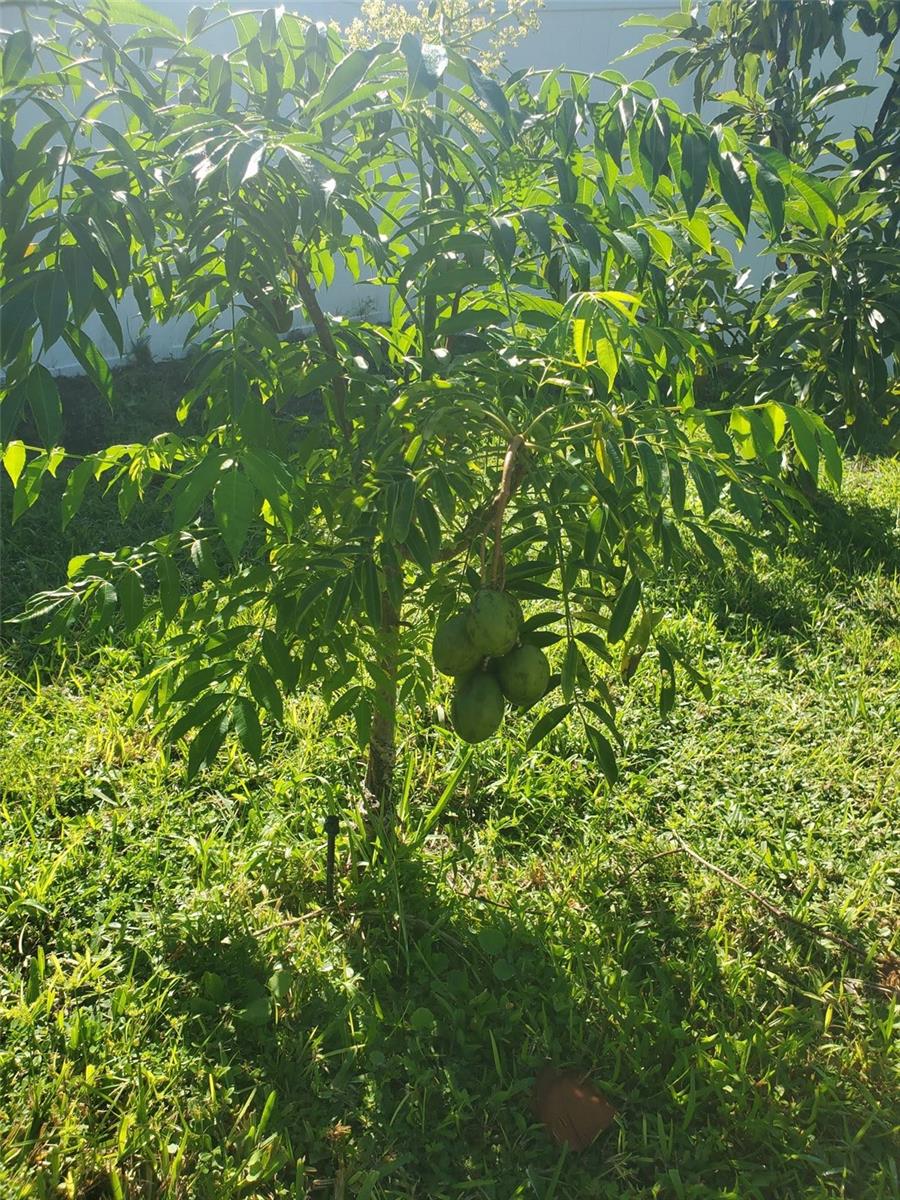 Image 49 of 53 For 4816 Barbados Loop