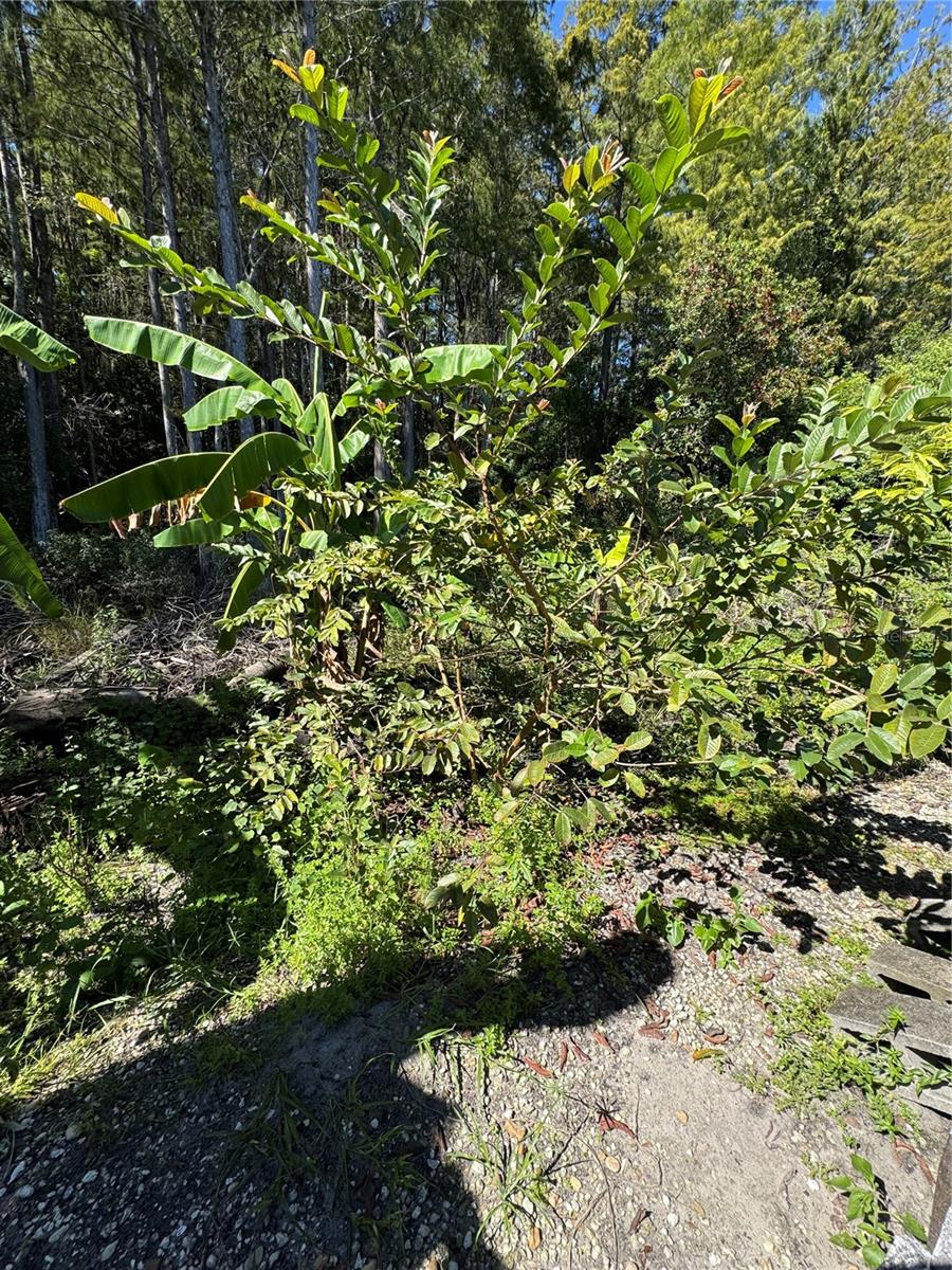 Image 35 of 73 For 12516 Greco Drive