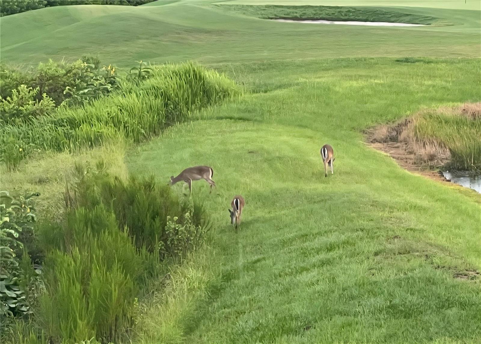 Image 75 of 83 For 8112 Cleobury Drive