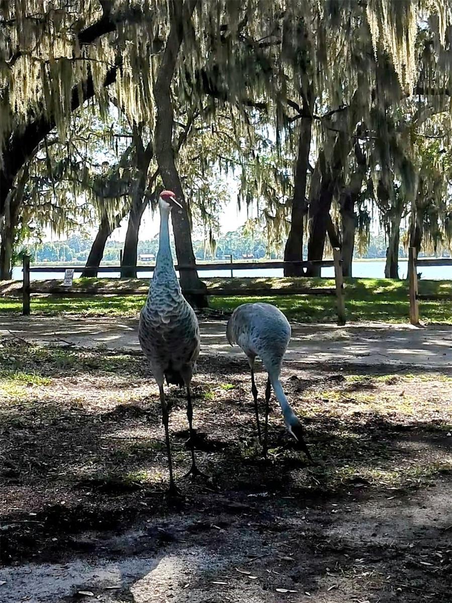 Image 22 of 37 For 25164 140th Loop 239