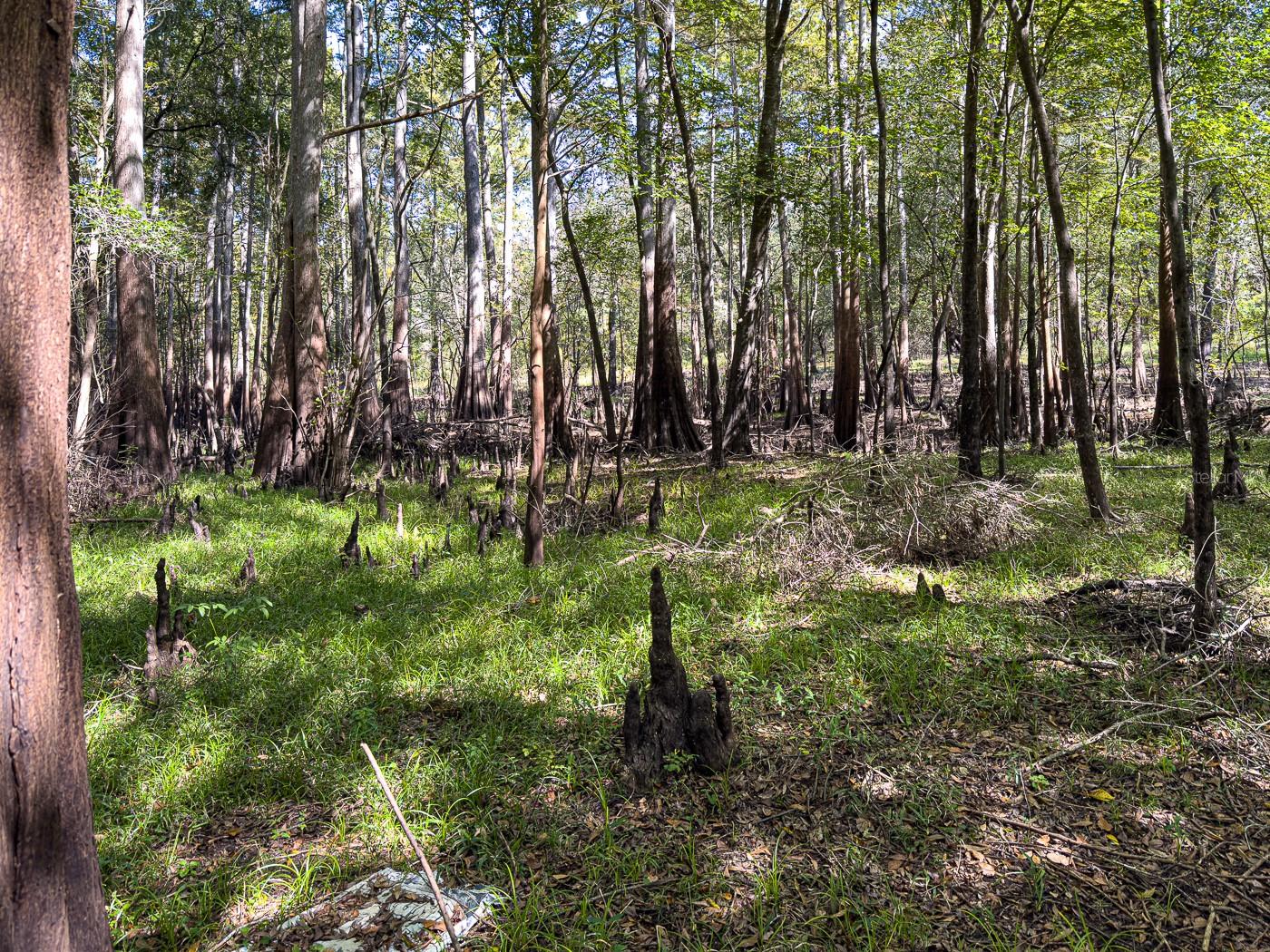 Image 36 of 41 For 34095 Hyatt Rd