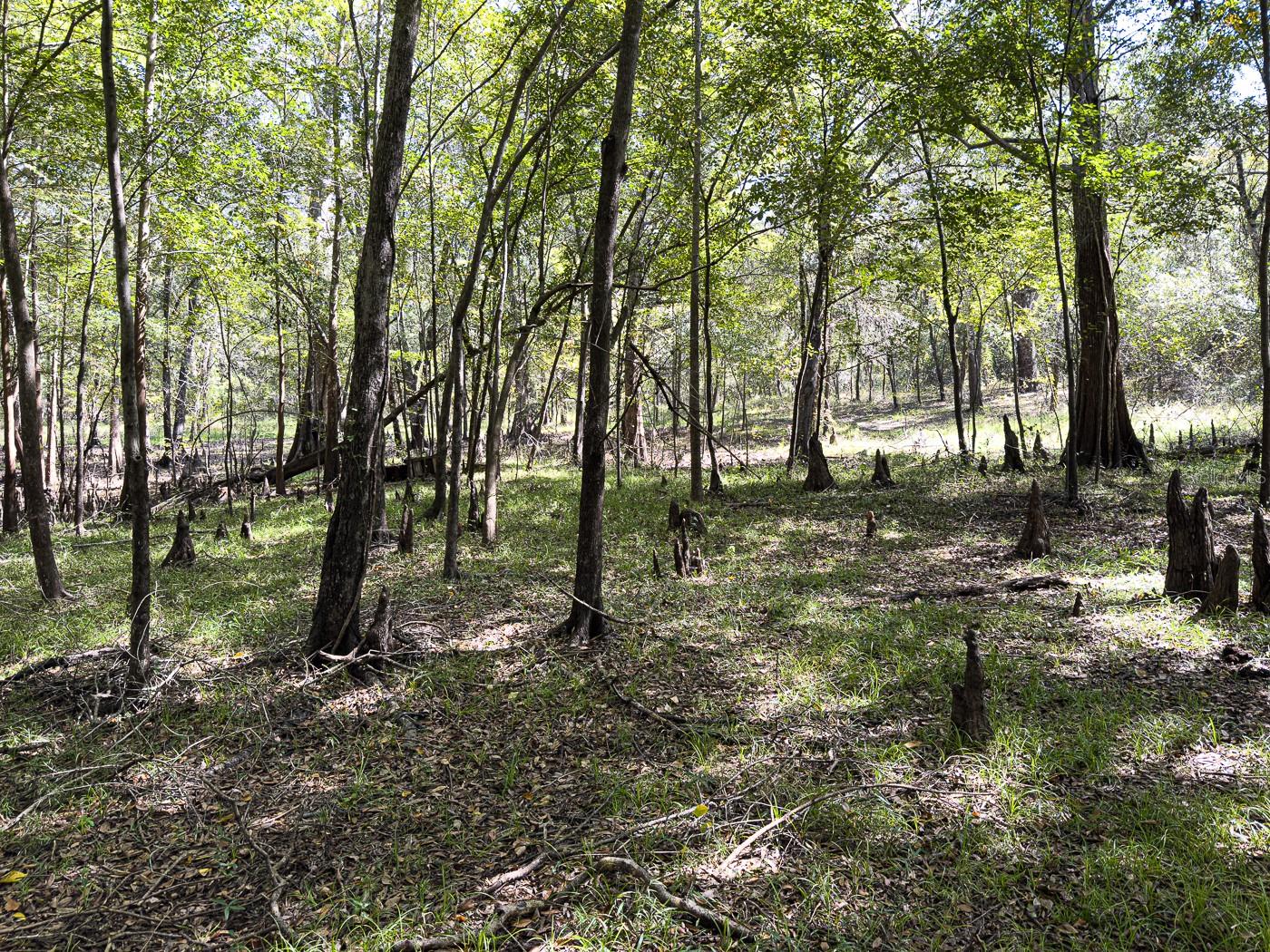 Image 37 of 41 For 34095 Hyatt Rd