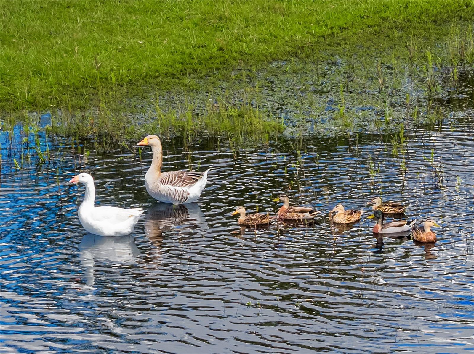 Image 77 of 94 For 620 Willow Pond Lane