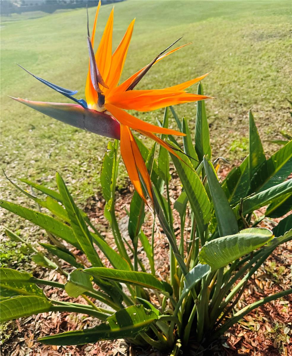 Image 44 of 48 For 2738 St George Drive