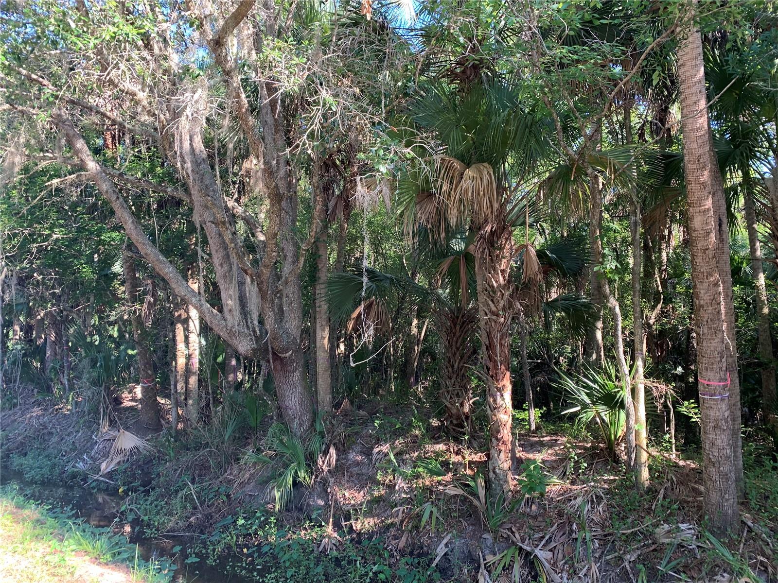 Image 5 of 8 For 1310 Palm Way