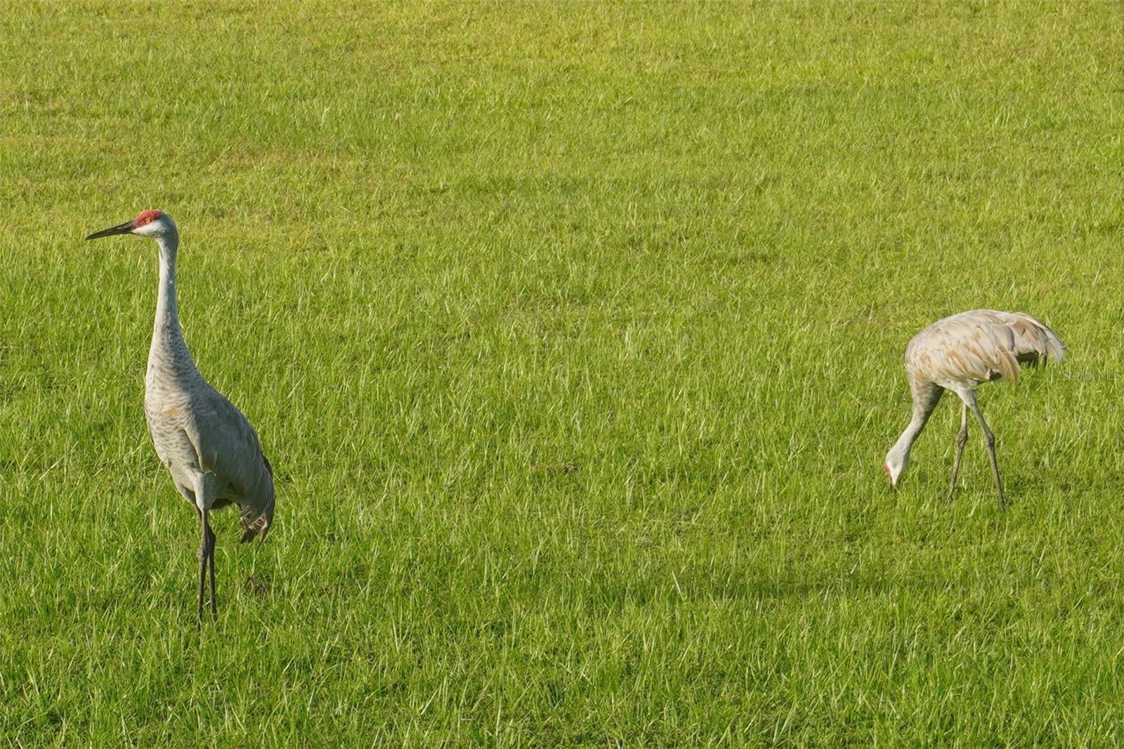 Image 38 of 39 For 1315 Yorkshire Court