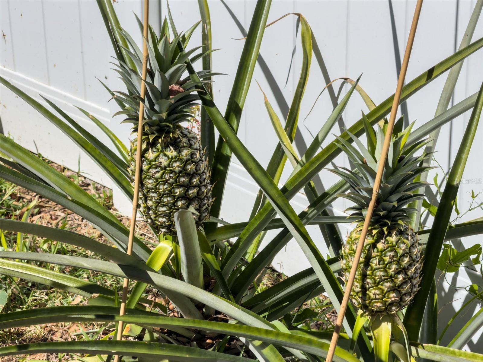 Image 39 of 51 For 405 Quail Hill Drive