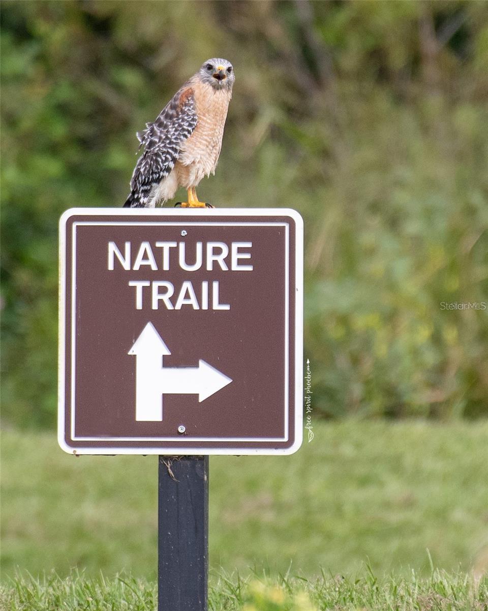 Image 75 of 82 For 15783 Tangerine Dream Court