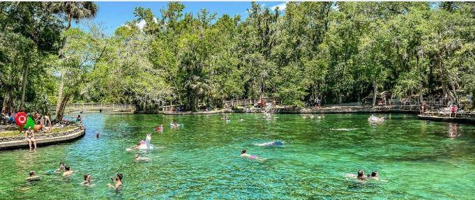 Image 21 of 22 For 2740 Fiddle Leaf Loop