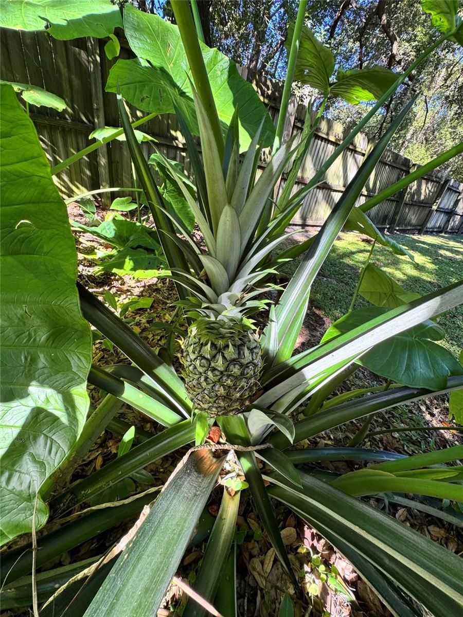 Image 19 of 24 For 153 Duncan Trail