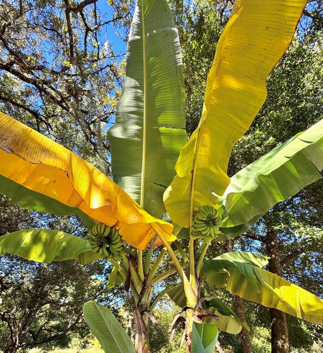 Image 24 of 24 For 153 Duncan Trail