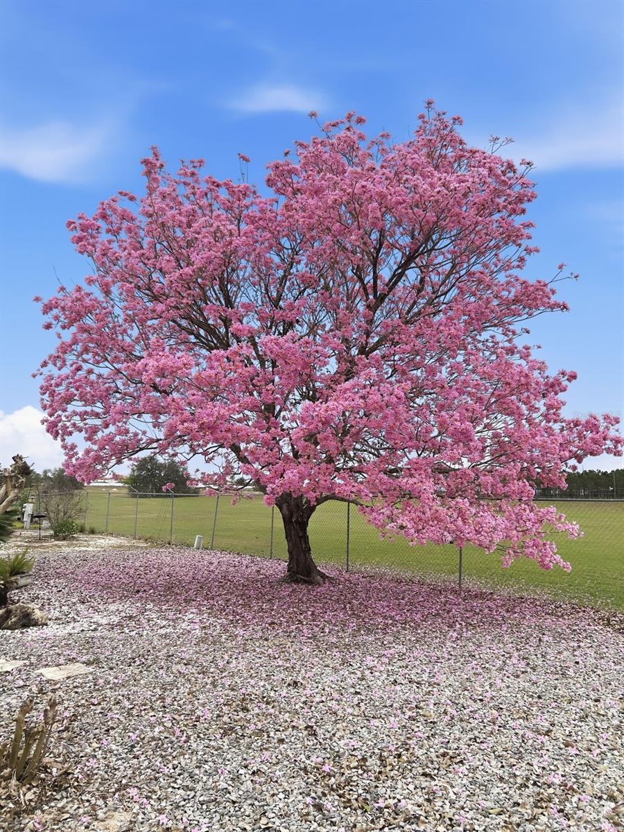 Image 2 of 28 For Address Not Provided